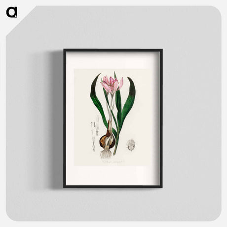 アートポスター-Colchicum autumnale
 - 薬用植物学 Poster.