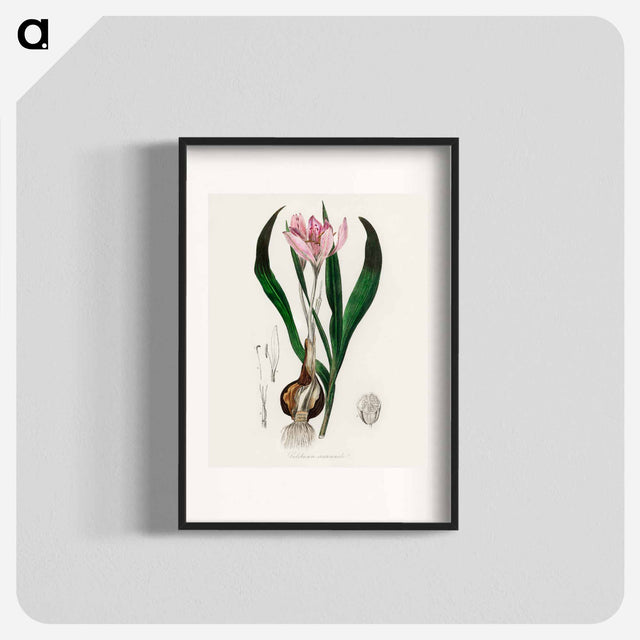 アートポスター-Colchicum autumnale
 - 薬用植物学 Poster.