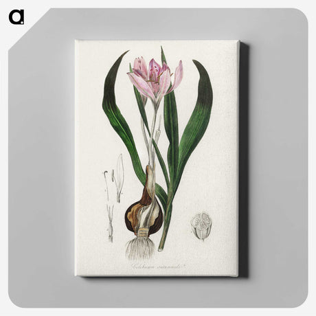 1-41_Medical-Botany_canvas