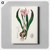 アートパネル-Colchicum autumnale
 - 薬用植物学 Canvas.