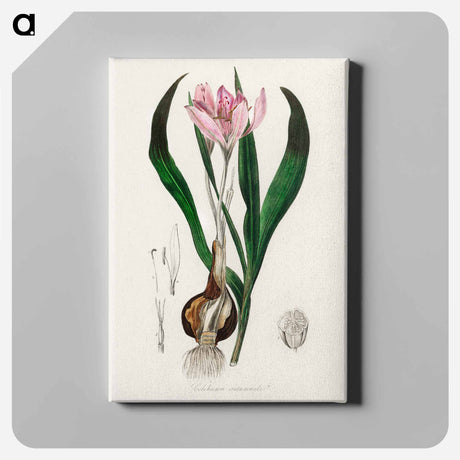 アートパネル-Colchicum autumnale
 - 薬用植物学 Canvas.