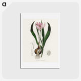 1-41_Medical-Botany_hagaki