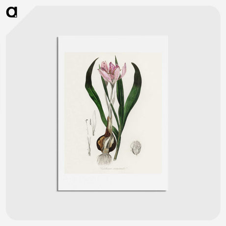 1-41_Medical-Botany_hagaki