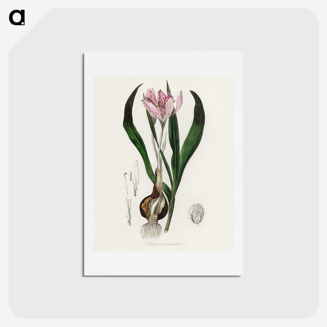 1-41_Medical-Botany_hagaki