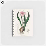 アートメモ帳-Colchicum autumnale
 - 薬用植物学 Memo.