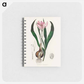 アートメモ帳-Colchicum autumnale
 - 薬用植物学 Memo.