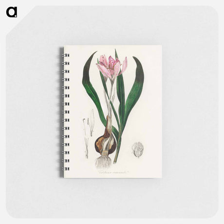 アートメモ帳-Colchicum autumnale
 - 薬用植物学 Memo.