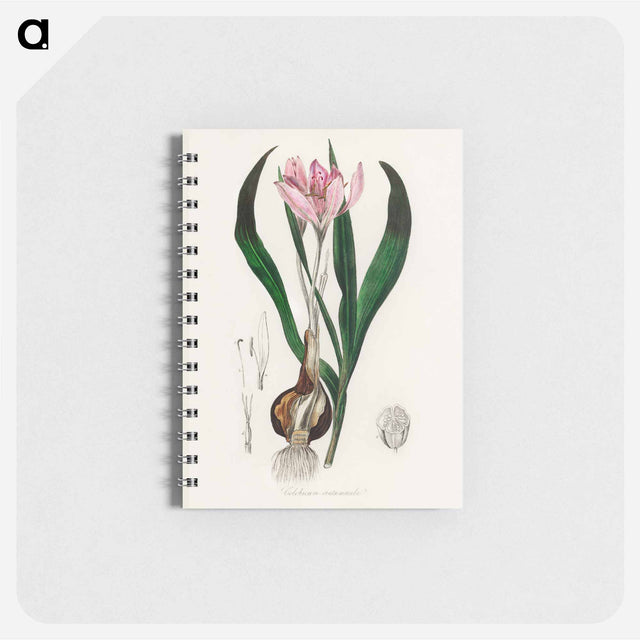 アートメモ帳-Colchicum autumnale
 - 薬用植物学 Memo.