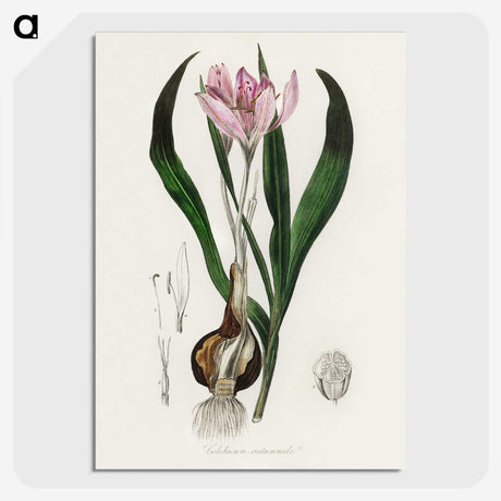 1-41_Medical-Botany_picture-crop