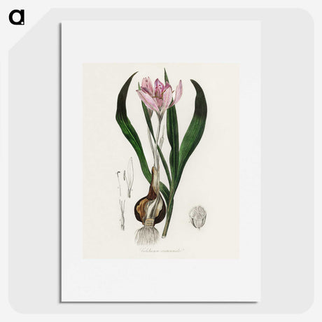 1-41_Medical-Botany_picture