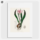 アートポスター-Colchicum autumnale
 - 薬用植物学 Poster.