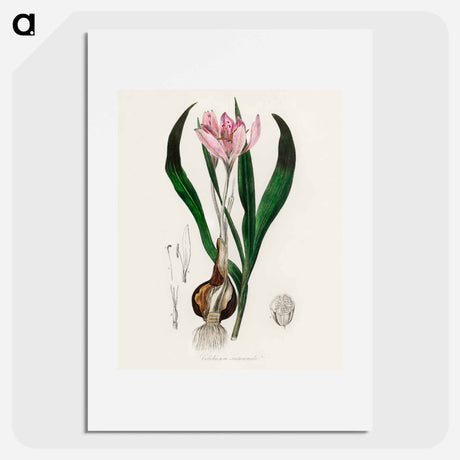 アートポスター-Colchicum autumnale
 - 薬用植物学 Poster.