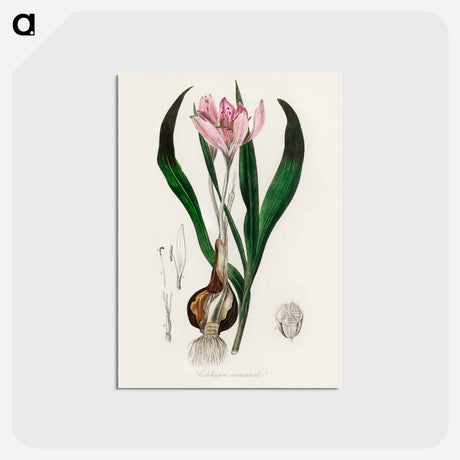 アートポストカード-Colchicum autumnale
 - 薬用植物学 Postcard.