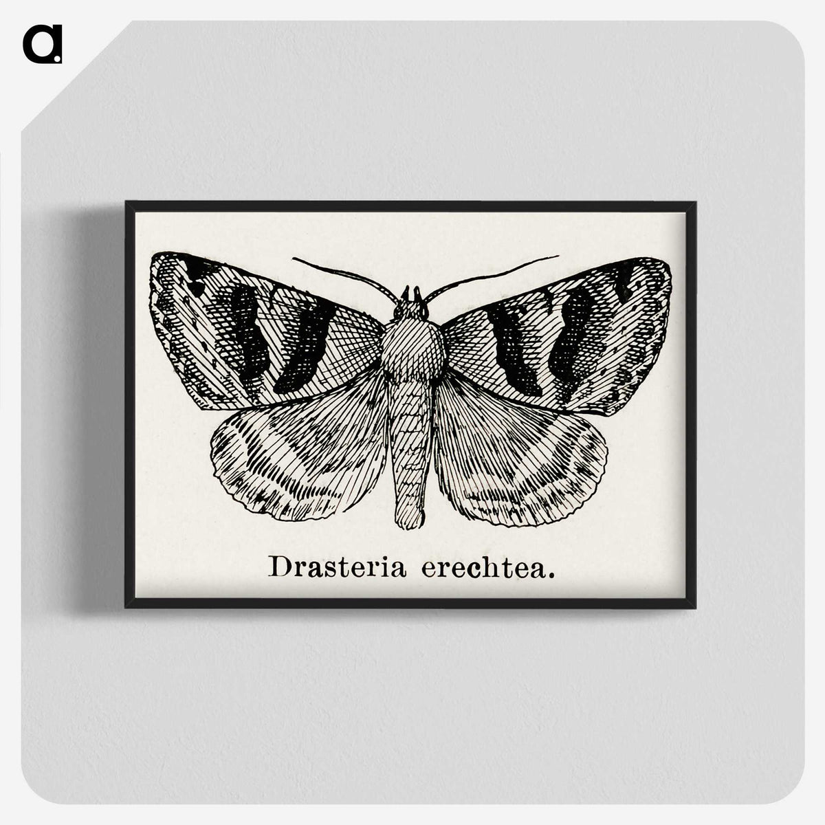 1-41_Moths-and-Butterflies-of-the-United-States_blk-crop