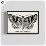 1-41_Moths-and-Butterflies-of-the-United-States_blk-crop