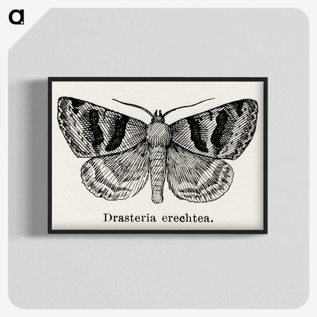 1-41_Moths-and-Butterflies-of-the-United-States_blk-crop