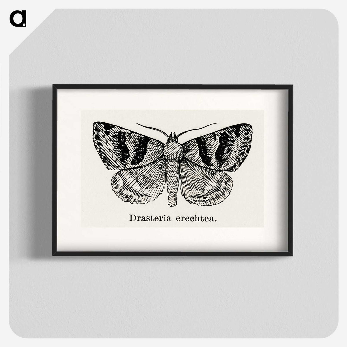 1-41_Moths-and-Butterflies-of-the-United-States_blk