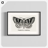 1-41_Moths-and-Butterflies-of-the-United-States_blk