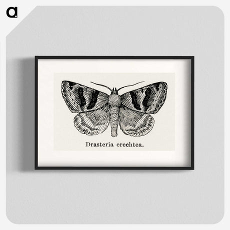 1-41_Moths-and-Butterflies-of-the-United-States_blk