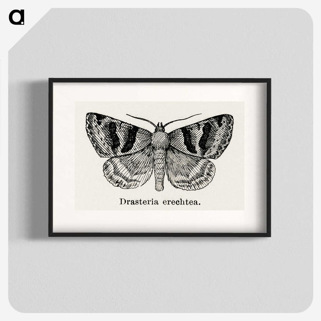 1-41_Moths-and-Butterflies-of-the-United-States_blk