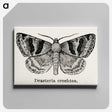 1-41_Moths-and-Butterflies-of-the-United-States_canvas