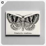 1-41_Moths-and-Butterflies-of-the-United-States_canvas