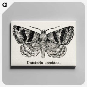 1-41_Moths-and-Butterflies-of-the-United-States_canvas