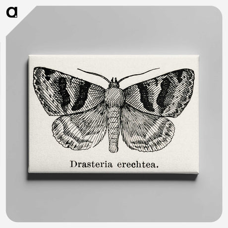 1-41_Moths-and-Butterflies-of-the-United-States_canvas