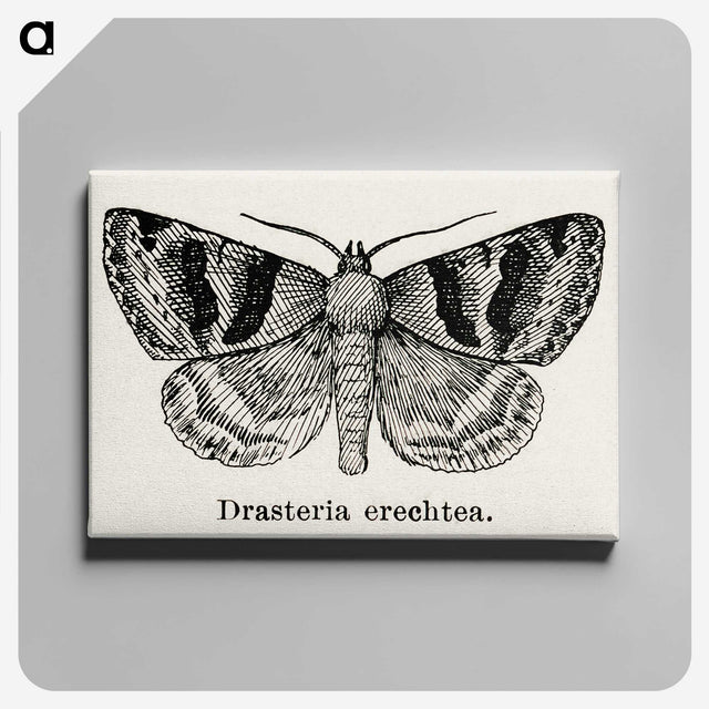 1-41_Moths-and-Butterflies-of-the-United-States_canvas
