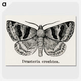 1-41_Moths-and-Butterflies-of-the-United-States_picture-crop