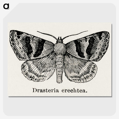 1-41_Moths-and-Butterflies-of-the-United-States_picture-crop