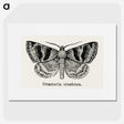 1-41_Moths-and-Butterflies-of-the-United-States_picture