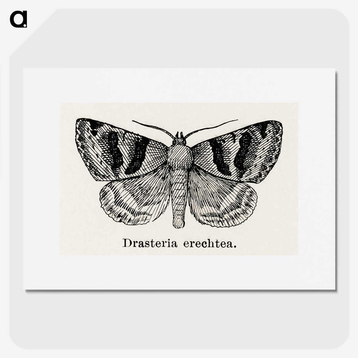 1-41_Moths-and-Butterflies-of-the-United-States_picture