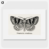 1-41_Moths-and-Butterflies-of-the-United-States_picture