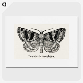1-41_Moths-and-Butterflies-of-the-United-States_picture