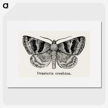 1-41_Moths-and-Butterflies-of-the-United-States_picture