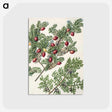 1-41_Native-Flowering-Plants-of-New-Zealand_postcard