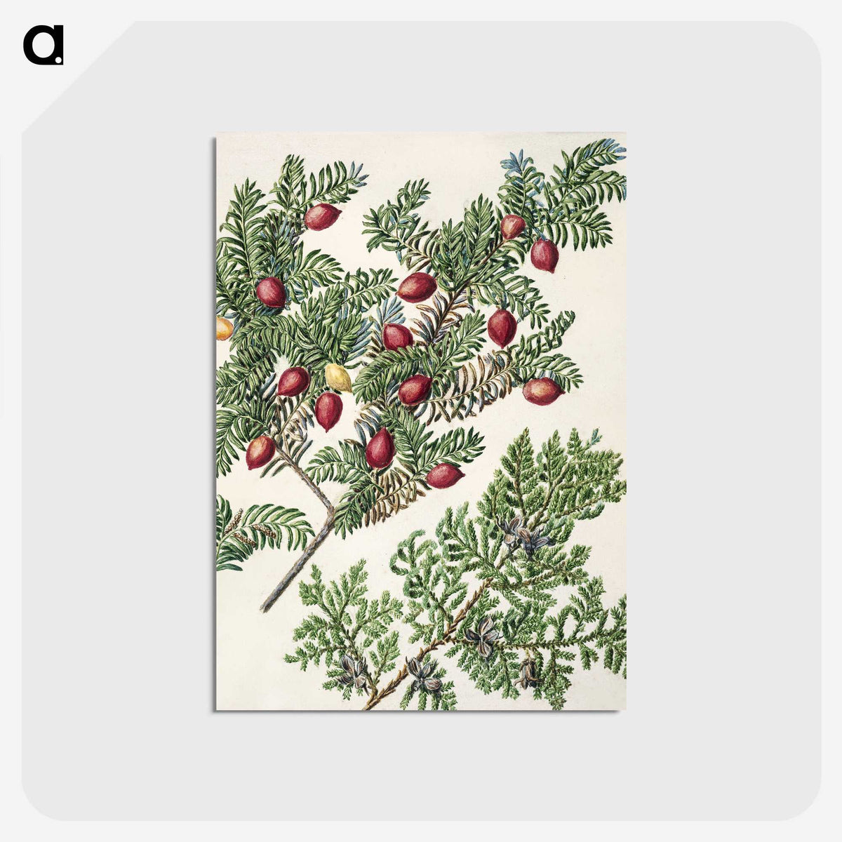 1-41_Native-Flowering-Plants-of-New-Zealand_postcard