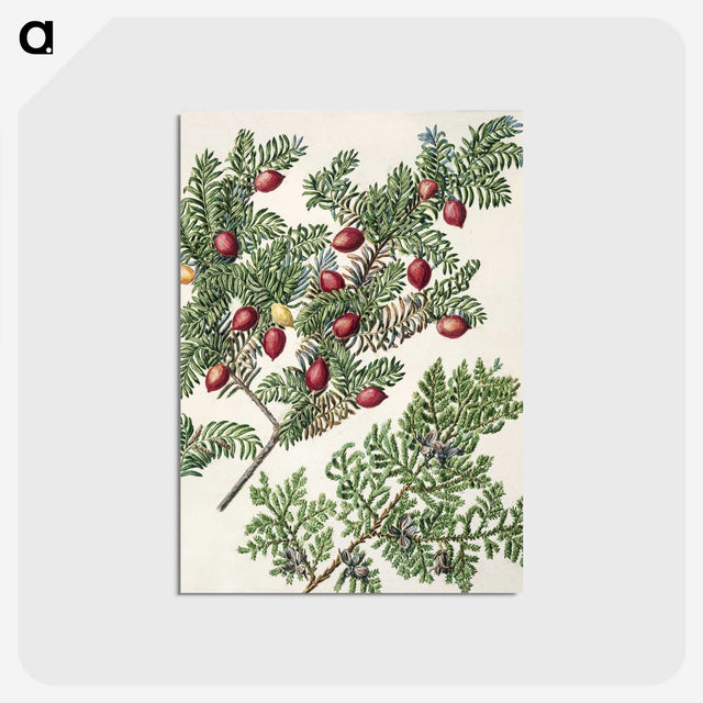 1-41_Native-Flowering-Plants-of-New-Zealand_postcard