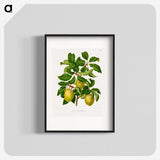 1-41_Nederlandsche-Flora-en-Pomona_blk