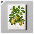 1-41_Nederlandsche-Flora-en-Pomona_canvas