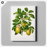 1-41_Nederlandsche-Flora-en-Pomona_canvas
