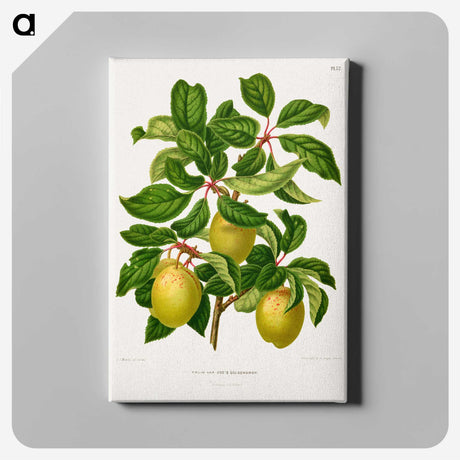 1-41_Nederlandsche-Flora-en-Pomona_canvas