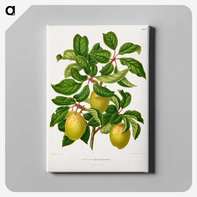 1-41_Nederlandsche-Flora-en-Pomona_canvas