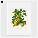 1-41_Nederlandsche-Flora-en-Pomona_picture