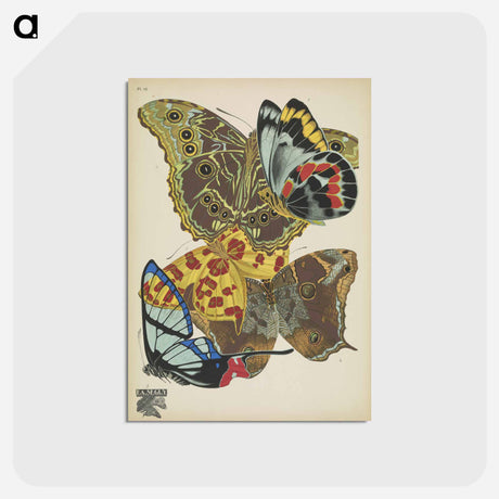 アートポストカード-Vintage Butterflies
 - パピヨン Postcard.