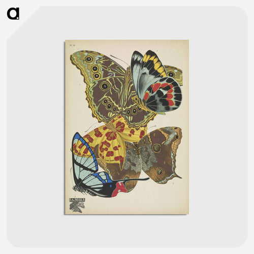 Vintage Butterflies
 - パピヨン Postcard.