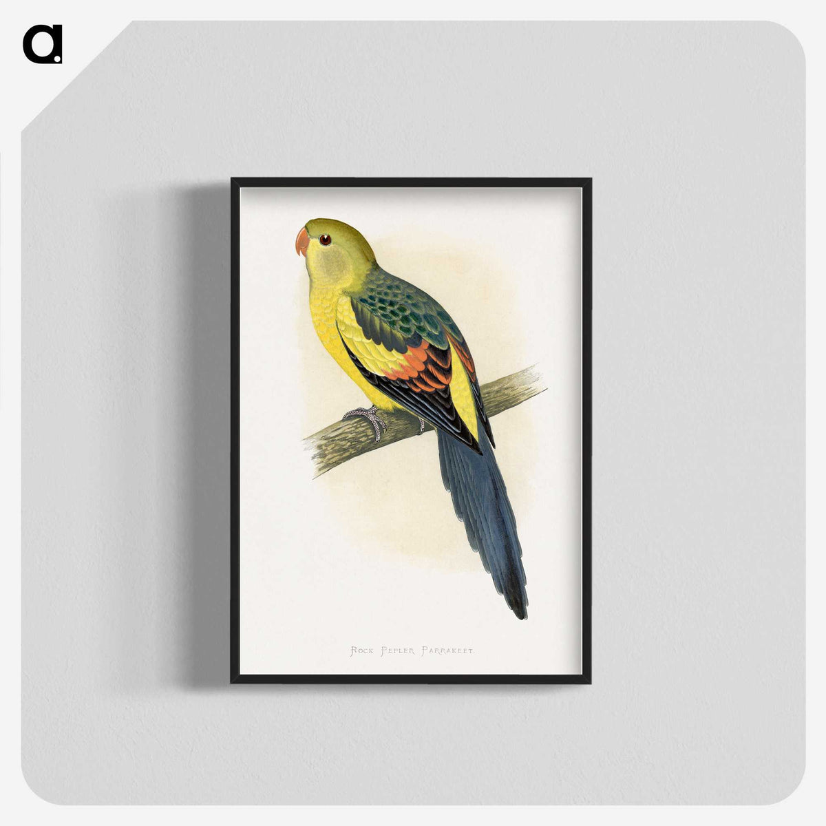 1-41_Parrots-in-Captivity_blk-crop