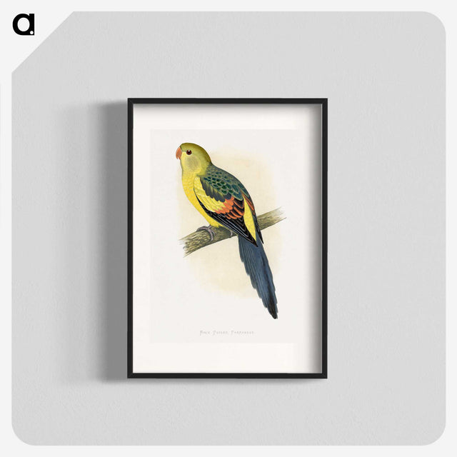 1-41_Parrots-in-Captivity_blk