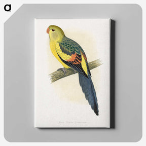 1-41_Parrots-in-Captivity_canvas